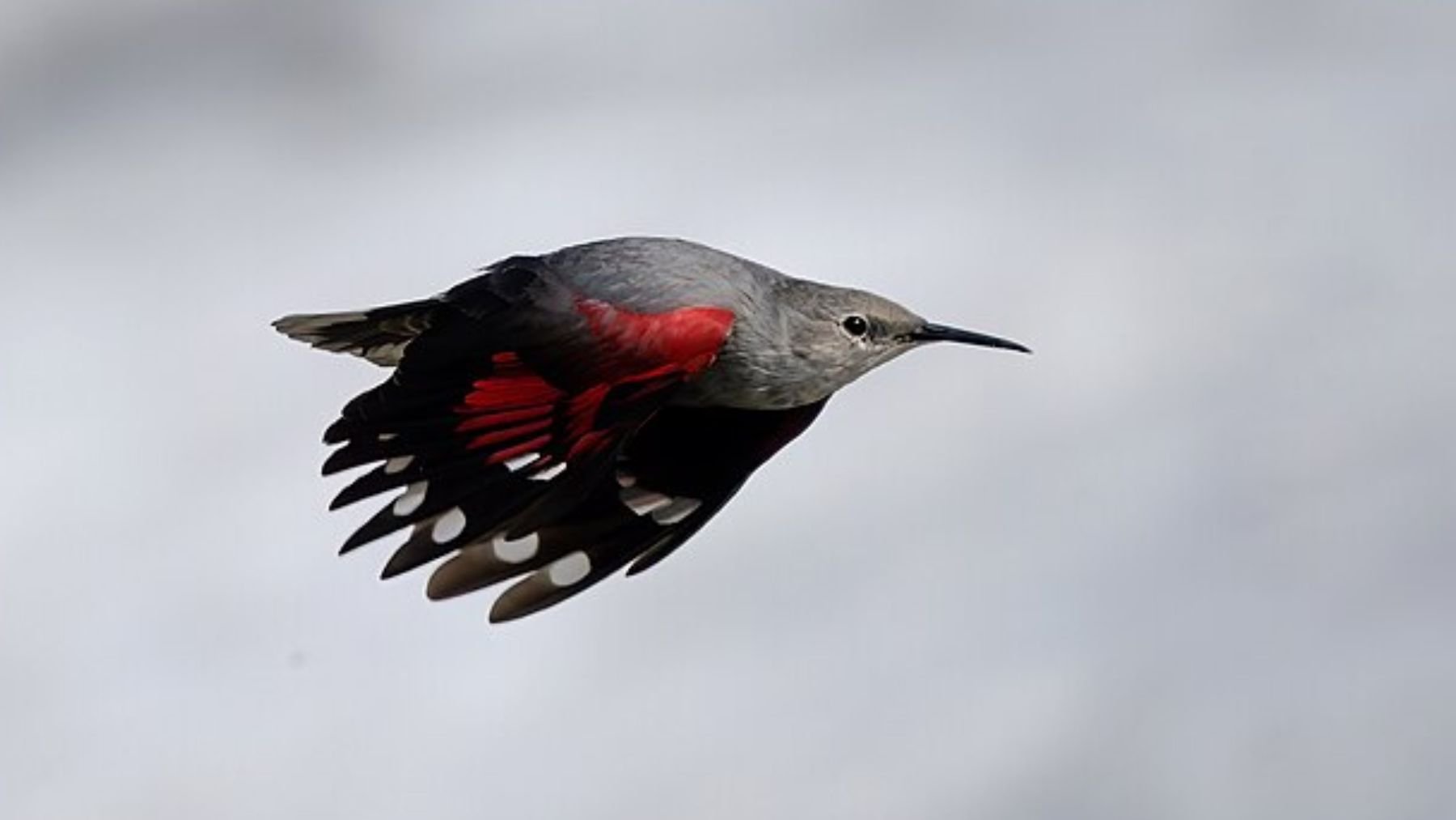 Poca gente la conoce, pero es el ave del año 2025 en España (y también una de las más huidizas)