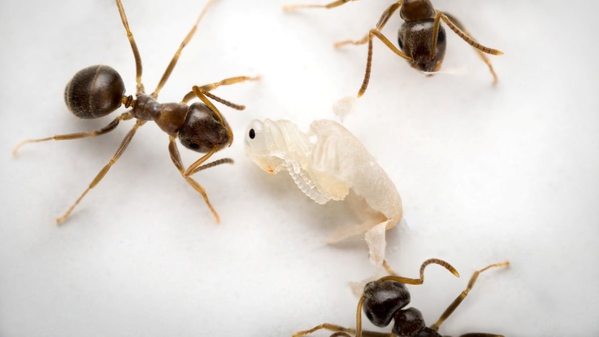 Cuando una pupa de hormiga señala su muerte inminente causada por una infección incurable, las hormigas obreras la sacan de su capullo y la desinfectan, lo que provoca su fallecimiento. (Foto: Christopher D. Pull / ISTA).