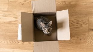 Gato y cajas de cartón