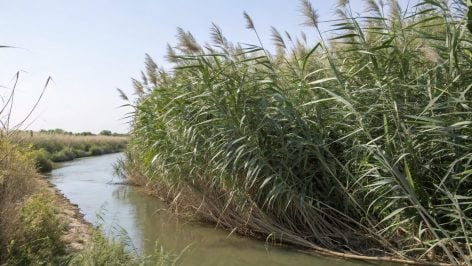Recreación del Arundo donax creciendo en las orillas de un río.