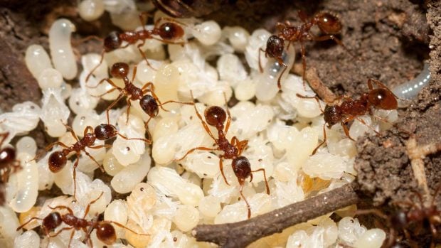 Hormigas con las pupas en una colonia