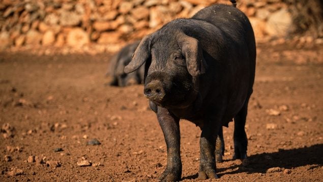 El Govern extrema la vigilancia sobre las partidas de cerdo que entran en Baleares desde Cataluña