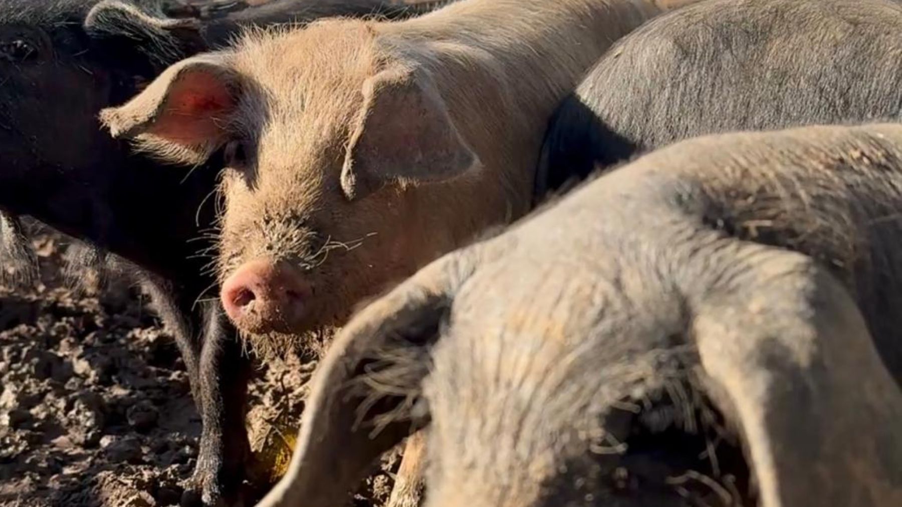 Explotación de cerdos en Mallorca.
