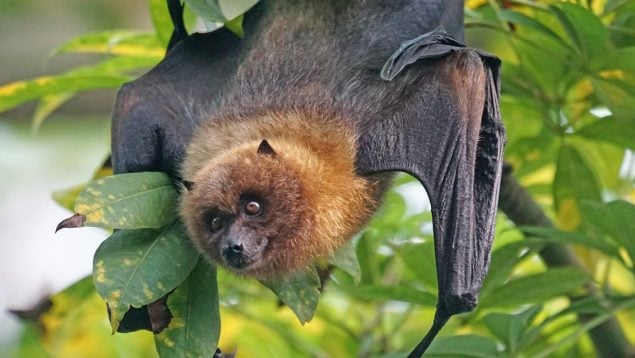 Murciélagos en peligro de extinción en las sabanas amazónicas, cómo afectan los monocultivos en agricultura a los murciélagos, desaparecen los murciélagos del norte de Brasil, agricultura y murciélago.