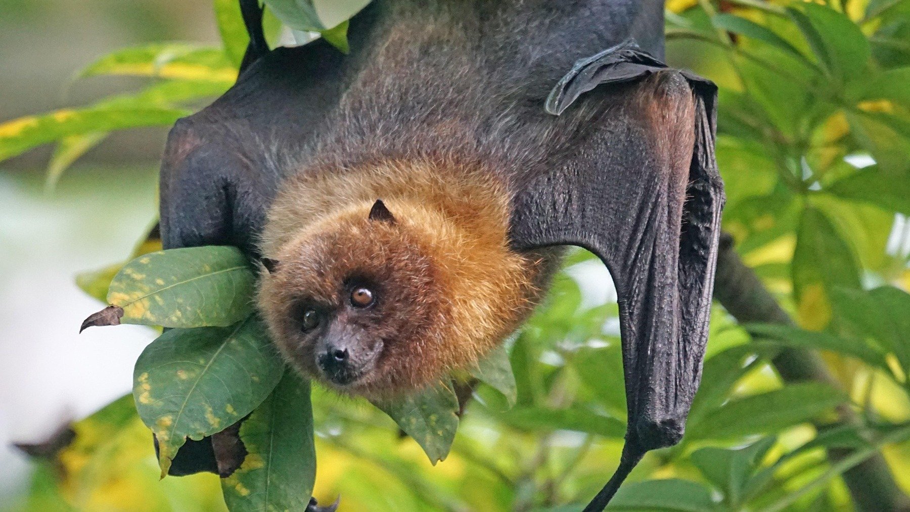 Científicos alertan de que los monocultivos están poniendo en riesgo a los murciélagos del Amazonas