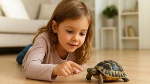 Tortuga, mascota, animales