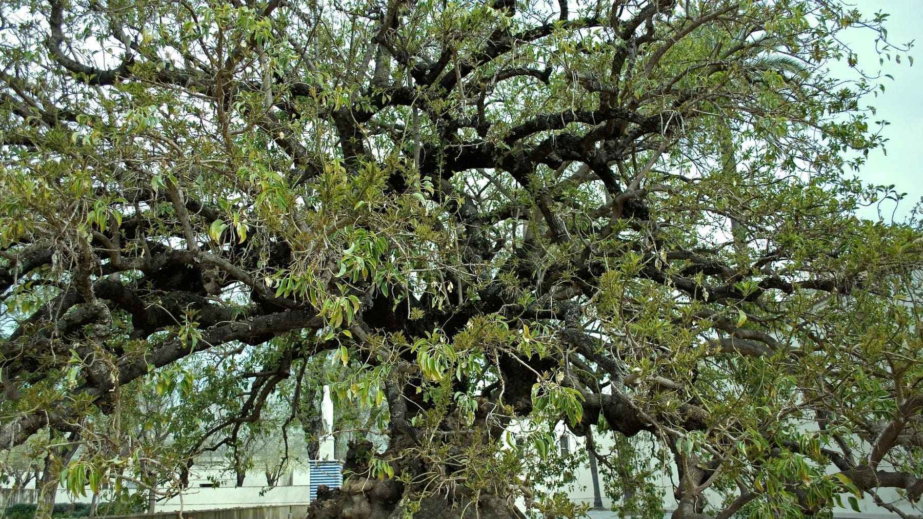 Árboles, Sevilla, naturaleza