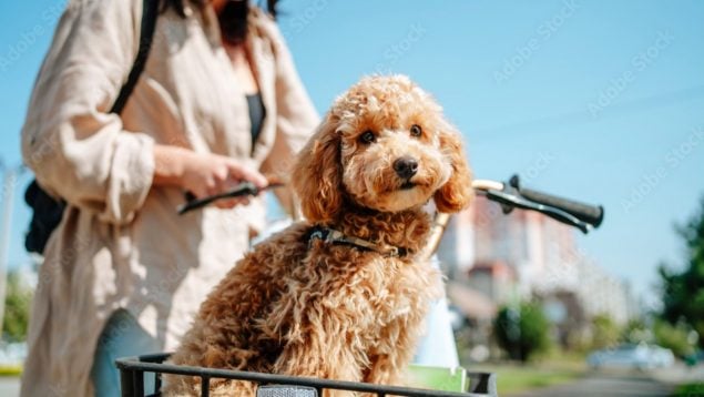 Una mujer y su mascota en la bicicleta.