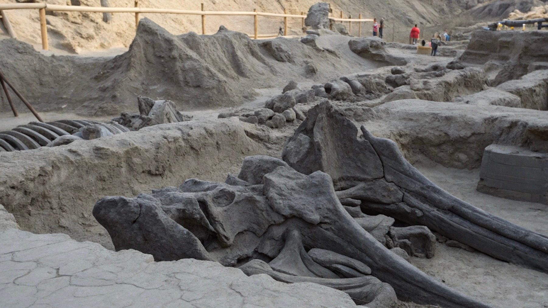 Los paleontólogos no dan crédito: hallan un yacimiento sin precedentes con más de 800 fósiles de dinosaurios