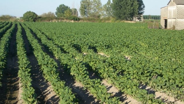 Cultivo de tabaco en Extremadura, tabaco calentado, ue, impuesto