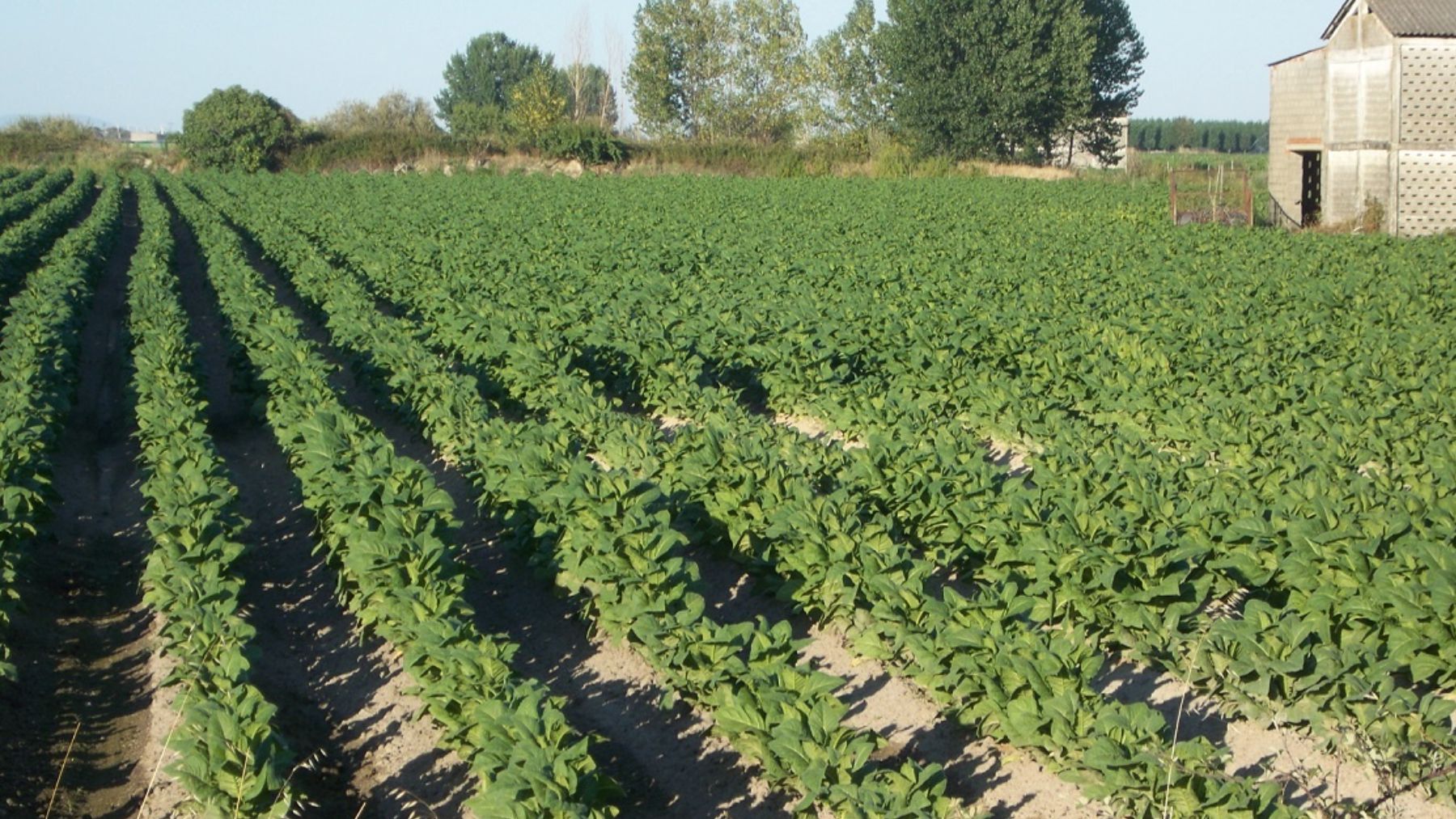 El impuesto al tabaco calentado que planea imponer la UE pone en juego 3.700 millones en Extremadura