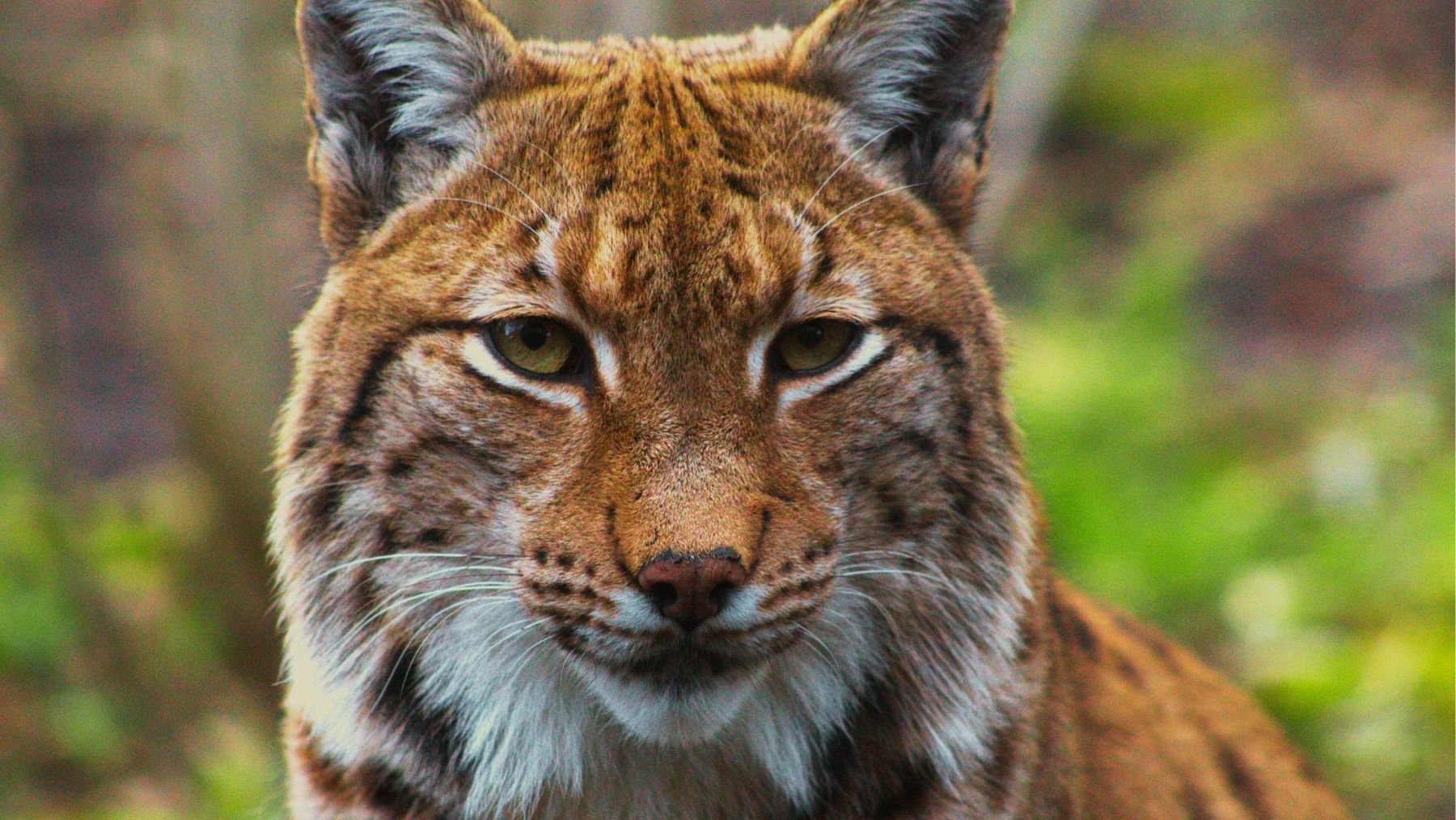 Los científicos quieren reintroducir en Cataluña una especie extinta desde 1930