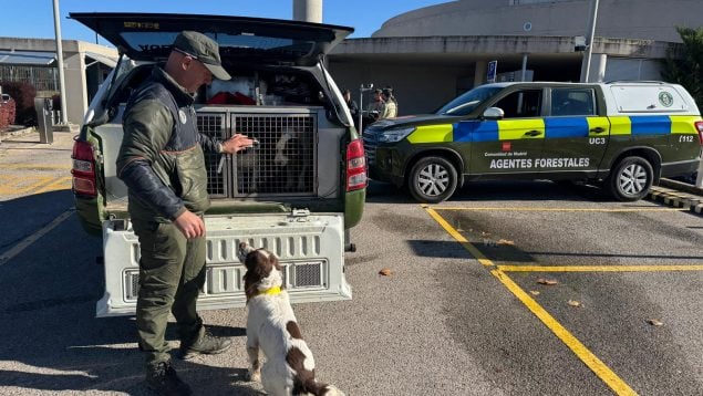 peste porcina madrid