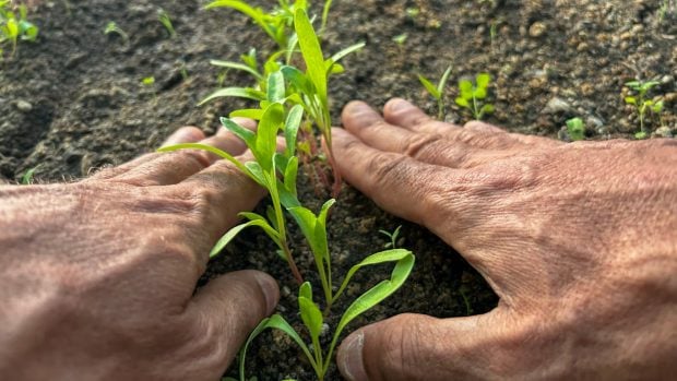 regeneración del suelo