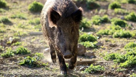 Un jabalí en Barcelona. (Ep)