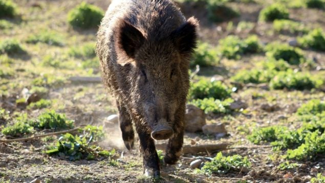 peste porcina africana