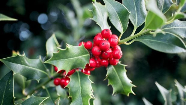 Adornos navideños Acebo
