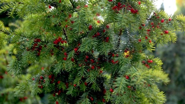 Adornos navideños tejo