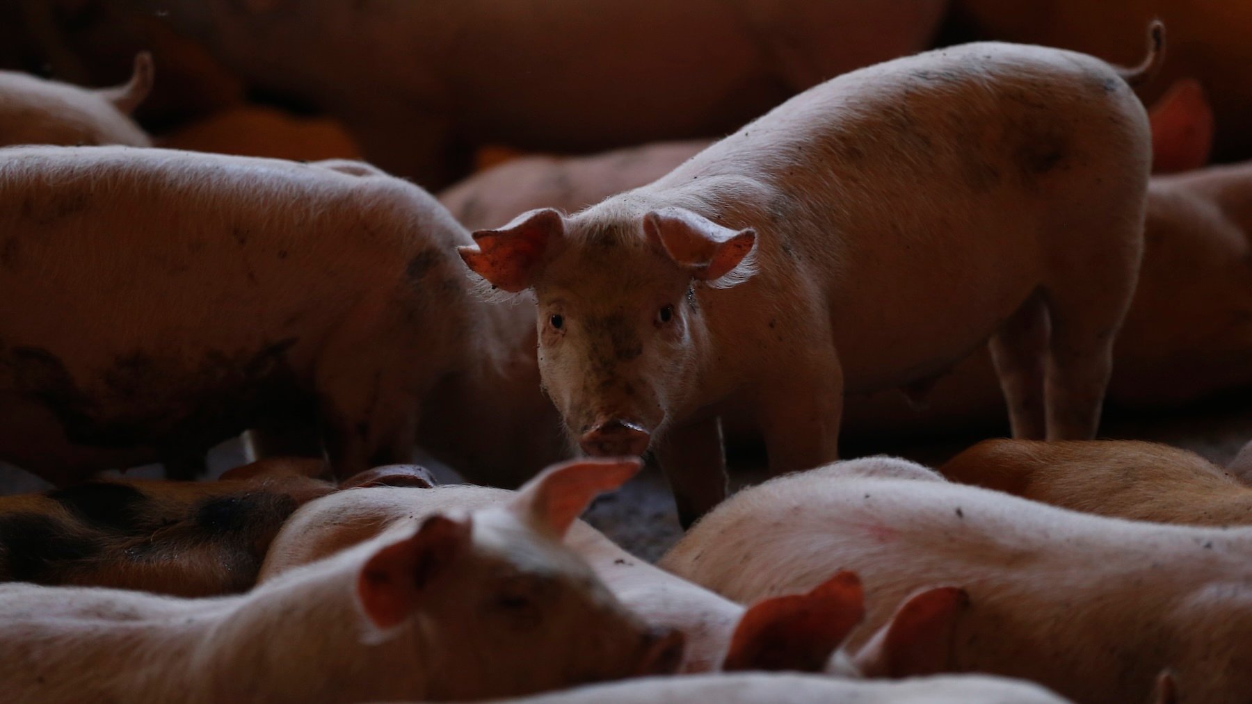 Cataluña sacrificará 30.000 cerdos sanos de granjas situadas junto a focos de peste porcina