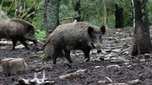 Cuál es el plural de jabalí en español según la RAE, jabalís o jabalíes en el diccionario, jabalís es correcto según la RAE en español, jabalíes en castellano.
