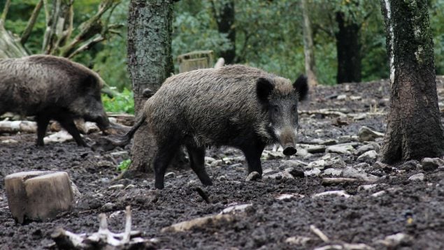 Cuál es el plural de jabalí en español según la RAE, jabalís o jabalíes en el diccionario, jabalís es correcto según la RAE en español, jabalíes en castellano.