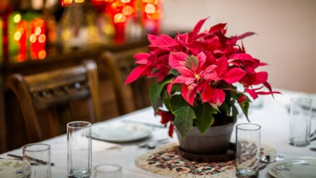 Lidl planta navideña