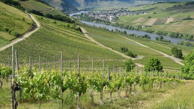 Plaga vides de Alemania, plaga viñedo de Alemania, plagas vides alemanas, nueva plaga viñedo agricultura, vides alemanas, flavescencia dorada.