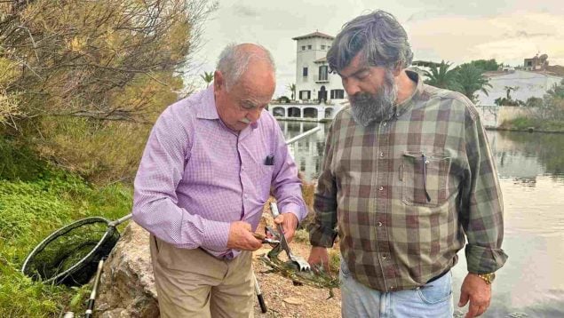 Mallorca cangrejo azul