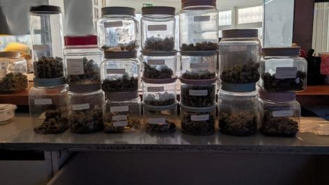 Botes de marihuana y hachís incautados en el interior del local intervenido por la policía en la Playa de Palma.