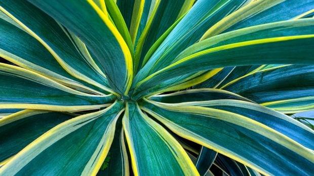 La planta de lengua de suegra tiene llamativas hojas de color verde amarillento.