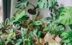 Las plantas de interior purifican el aire y crean un ambiente acogedor.