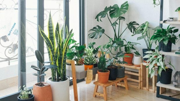 Casa con plantas de interior