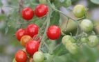 Plaga más peligrosos en los tomates, plagas letales en la agricultura, mildiu en tomates, plaga de mildiu agricultura española.