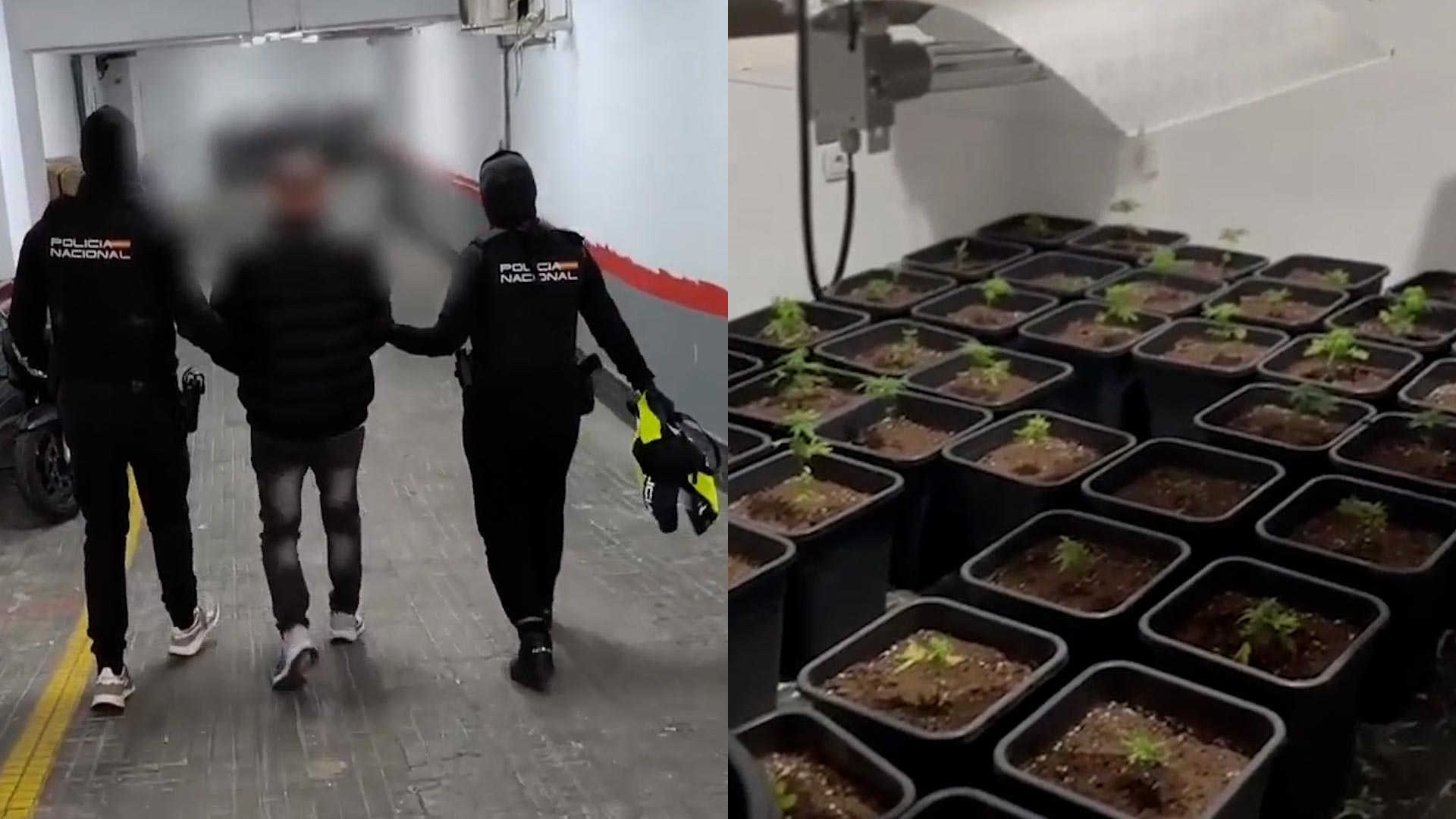 Golpe al narcomenudeo en Palma: dos detenidos con 245 plantas y casi dos kilos de cogollos