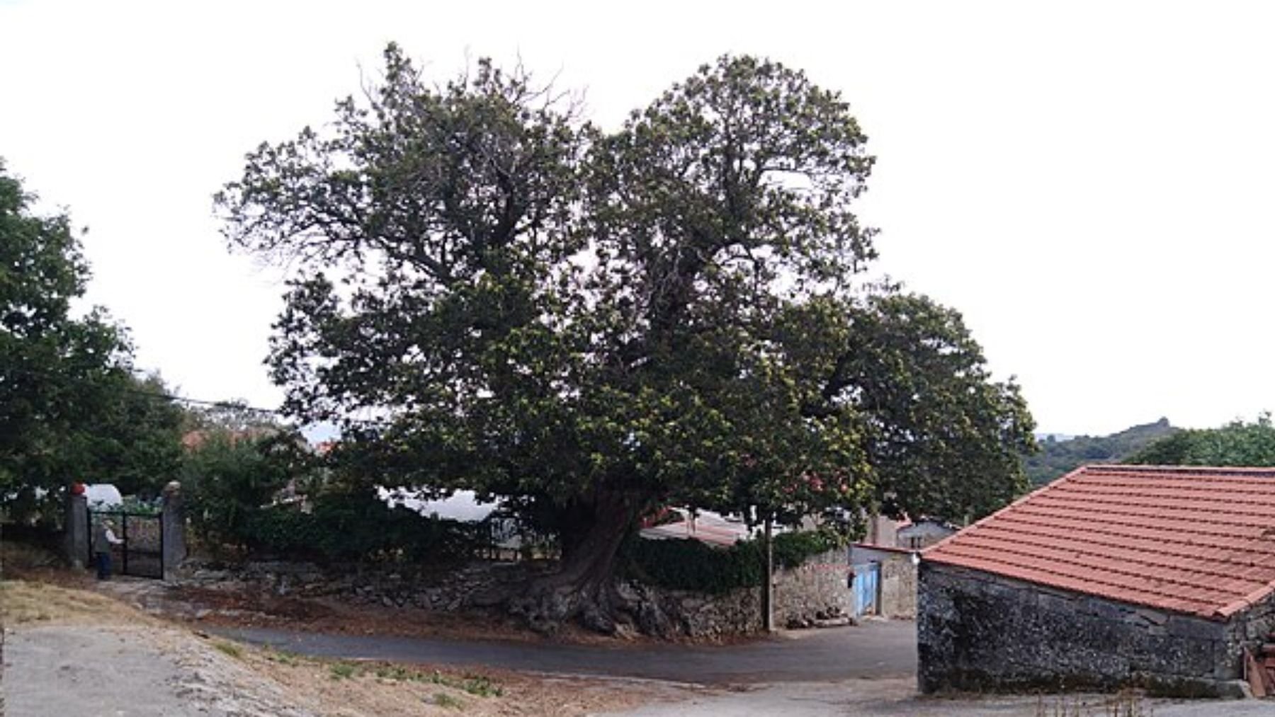 Castaño de Pexeirós. Foto: Wikimedia Commons / CC BY-SA 4.0 / Estevoaei