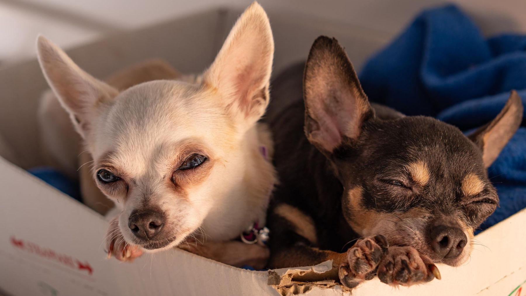 Chihuahuas. Foto: Freepik