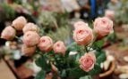 Monta con éxito una floristería en un pueblo de Soria, emprendedores en la España vaciada, pueblos con poca población y negocios, se hace viral en redes sociales por vender flores en Soria, florista se hace influencer.