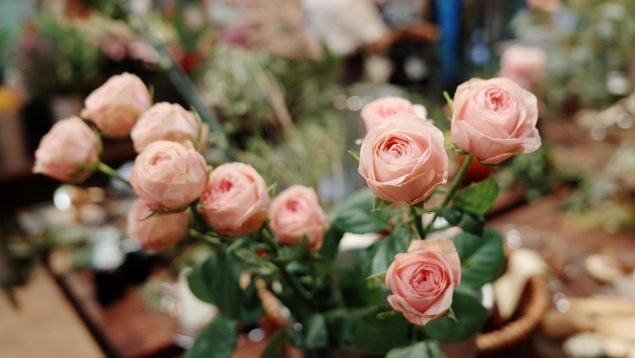 Monta con éxito una floristería en un pueblo de Soria, emprendedores en la España vaciada, pueblos con poca población y negocios, se hace viral en redes sociales por vender flores en Soria, florista se hace influencer.