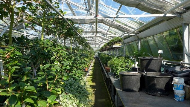 Agricultor se queja de que los españoles no quieren trabajar, condiciones económicas agricultura en España, cuánto cobra un agricultor en España, agricultura en España, cuánto se paga en los invernaderos españoles.