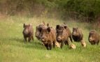 Jabalíes medidas peste porcina