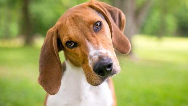 El perro inclina la cabeza