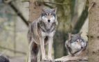 Lobos, curiosidades, animales
