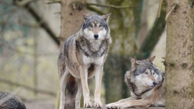 Lobos, curiosidades, animales