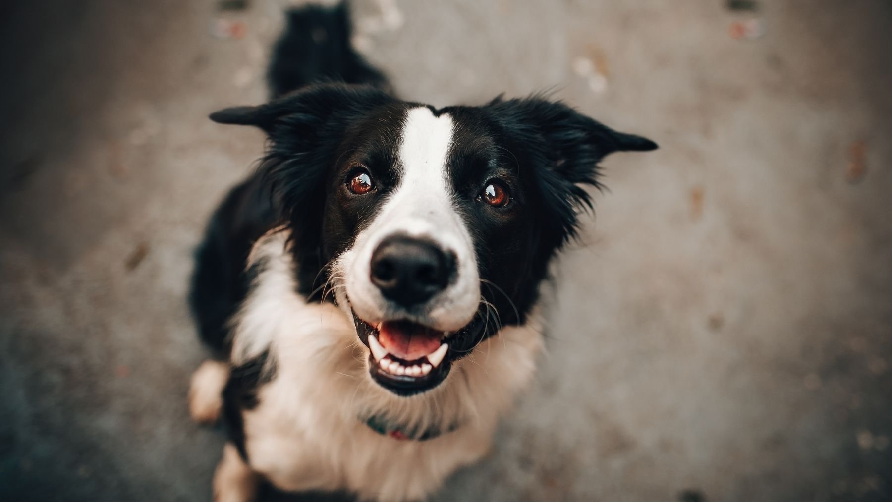 Los nombres para perros que están triunfando y harán que tu mascota sea la más especial del barrio
