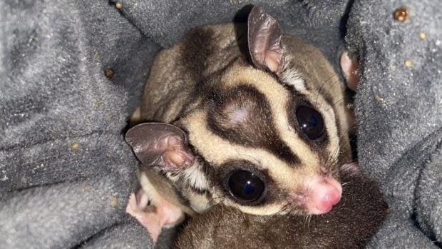 El petauro es otro de los animales ex&oacute;ticos m&aacute;s buscados.