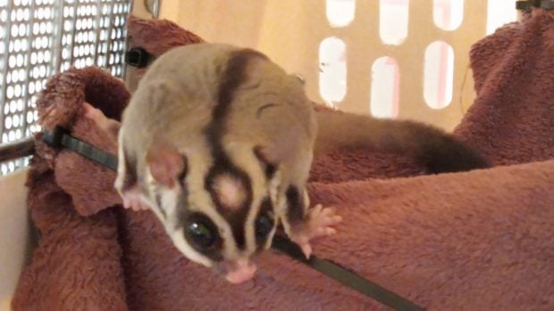 Animales ex&oacute;ticos. El petauro Radagast est&aacute; al cuidado de la coalici&oacute;n. 