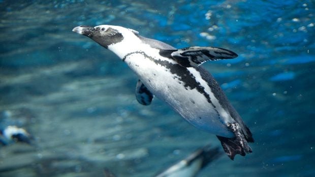 pinguinos sudáfrica