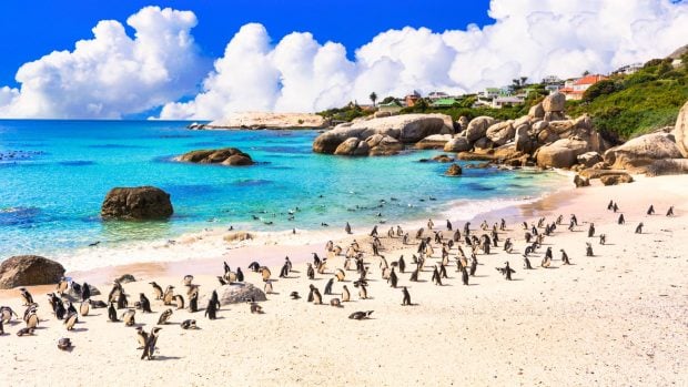 pinguinos sudáfrica