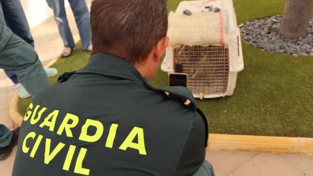 Animales ex&oacute;ticos. Serval rescatado por el Seprona y la Coalici&oacute;n para el Listado Positivo. 