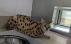 La serval Tila después de ser rescatada. Entre los animales exóticos más demandados se encuentra esta especie de felino.